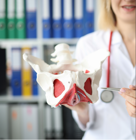 Woman showing a model of a hip and explaining it